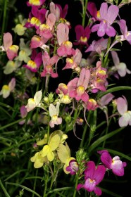 Marokkói gyújtoványfű Északi Fény Mix - Linaria maroccana, Linaria maroccana, virág